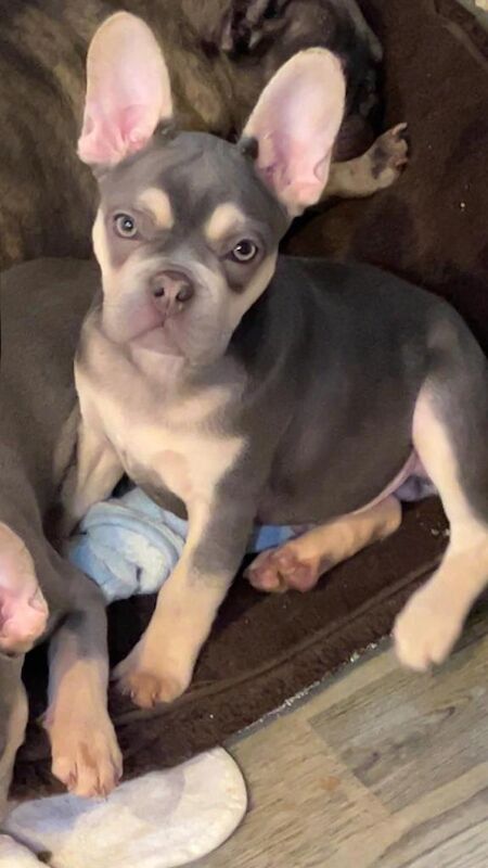 French Bulldog puppies for sale in East London, London – KC registered, 3 months old - Image 2 of 4