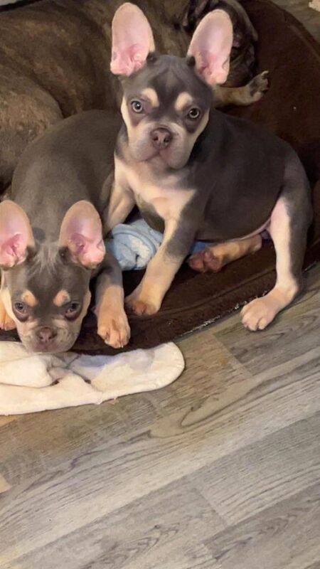 French Bulldog puppies for sale in East London, London – KC registered, 3 months old - Image 3 of 4