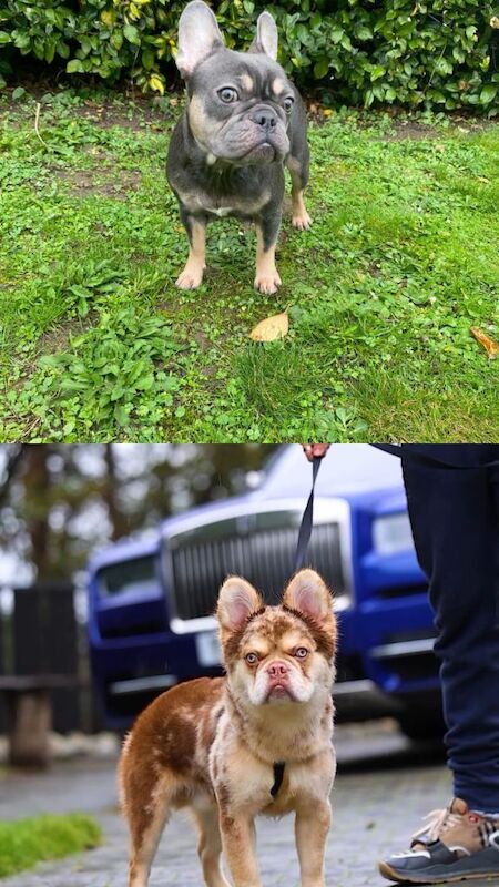 French Bulldog puppies for sale in East London, London – KC registered, 3 months old - Image 4 of 4