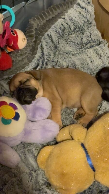 French Bulldog puppies for sale in Old Trafford, Greater Manchester – 7 weeks old