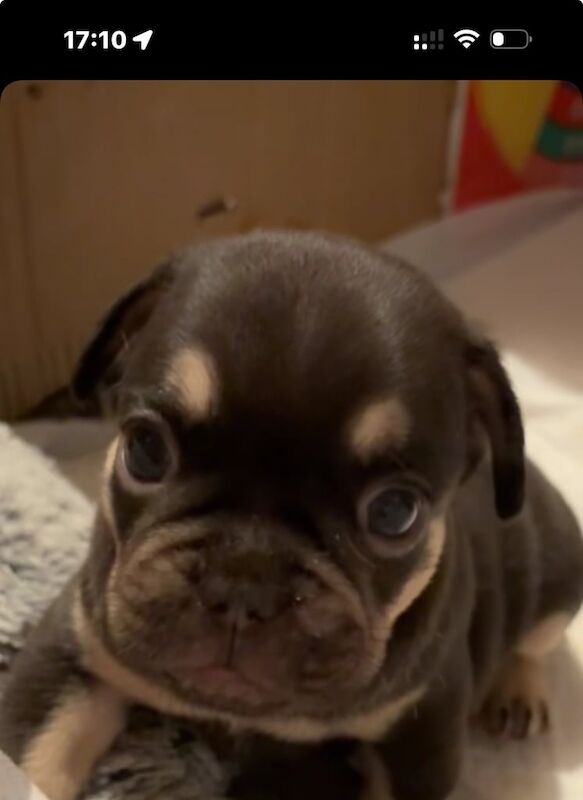 French Bulldog puppies for sale in Old Trafford, Greater Manchester – 7 weeks old - Image 2 of 3