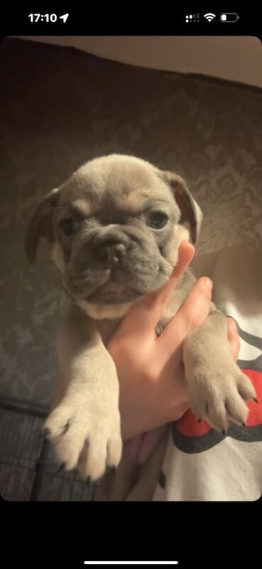 French Bulldog puppies for sale in Old Trafford, Greater Manchester – 7 weeks old - Image 3 of 3