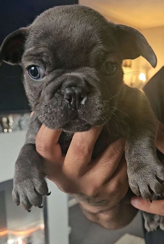 French Bulldog puppies for sale in Dundee, City of Dundee – 6 weeks old