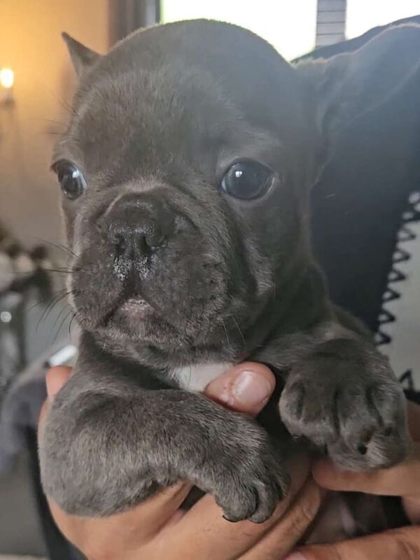 French Bulldog puppies for sale in Dundee, City of Dundee – 7 weeks old - Image 2 of 3