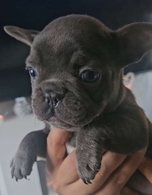 French Bulldog puppies for sale in Dundee, City of Dundee – 7 weeks old - Image 3 of 3