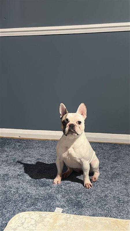 Tiny Guardian - Image 2 of 5