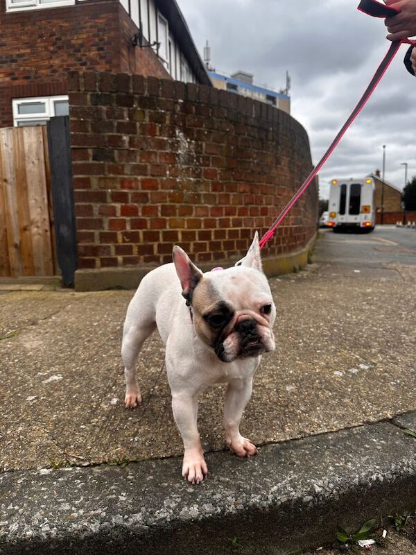 Tiny Guardian - Image 3 of 5