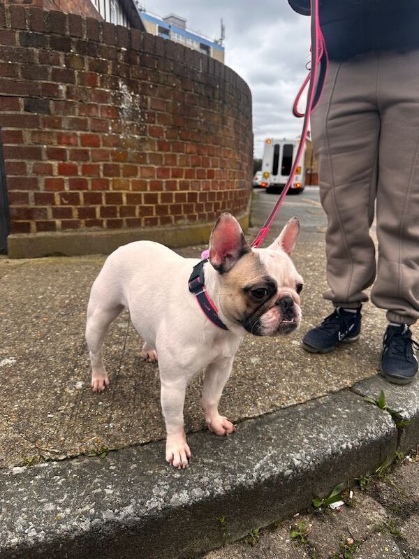 Tiny Guardian - Image 4 of 5