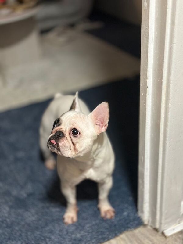 Tiny Guardian - Image 5 of 5