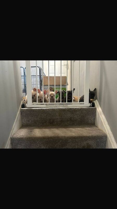 French Bulldog puppies for sale in Carlton, Nottinghamshire – 8 weeks old