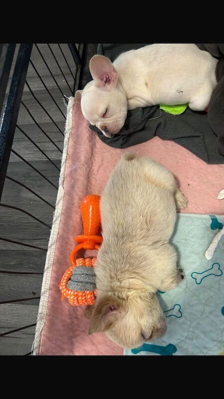 French Bulldog puppies for sale in Carlton, Nottinghamshire – 10 weeks old - Image 2 of 3