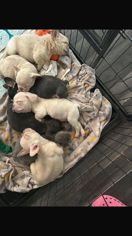 French Bulldog puppies for sale in Carlton, Nottinghamshire – 10 weeks old - Image 3 of 3
