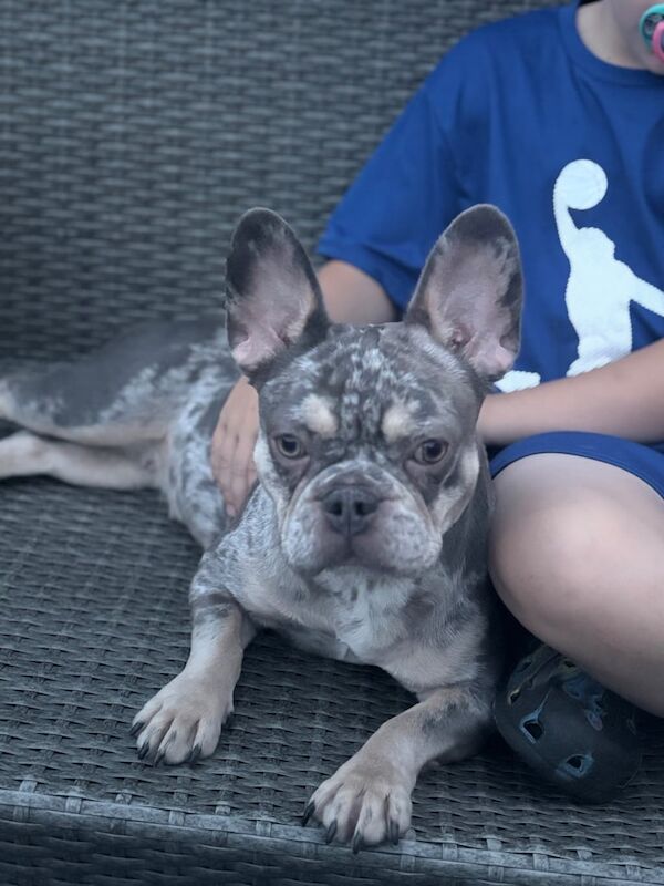 French Bulldog puppies for sale in Ilkeston, Derbyshire – 2 years old