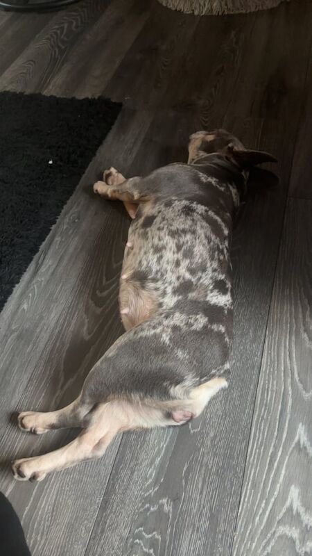 French Bulldog puppies for sale in Ilkeston, Derbyshire – 2 years old - Image 2 of 3