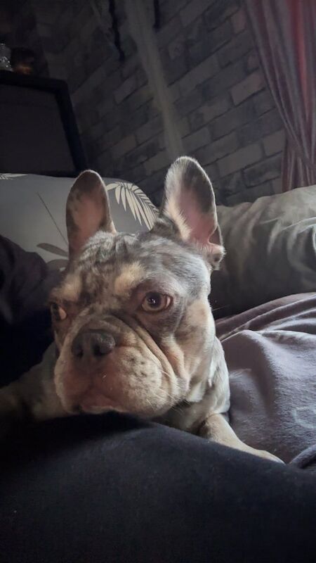 French Bulldog puppies for sale in Ilkeston, Derbyshire – 2 years old - Image 3 of 3