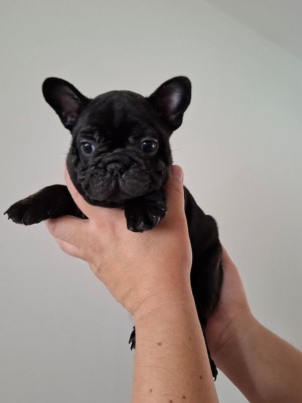 Two adorable French bulldog puppies looking for a new home! - Image 2 of 6