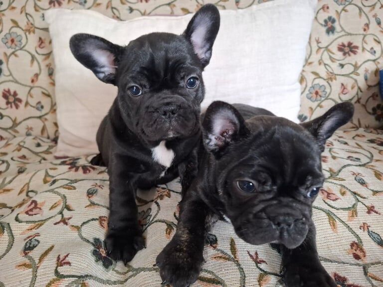 Two adorable French bulldog puppies looking for a new home! - Image 3 of 6