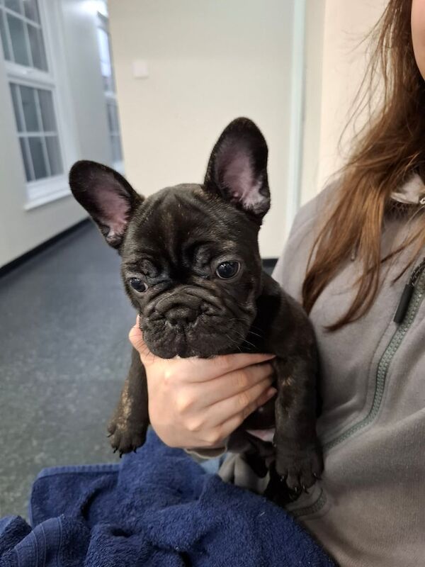 Two adorable French bulldog puppies looking for a new home! - Image 4 of 6