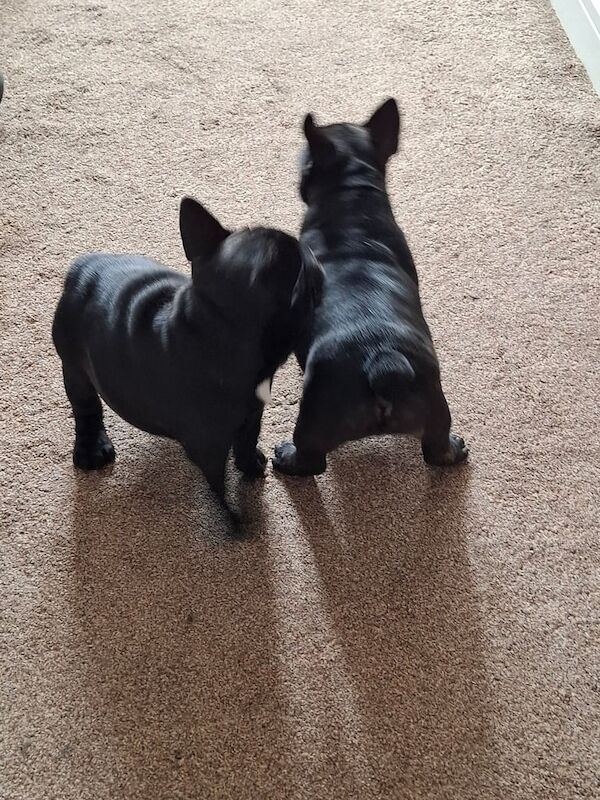 Two adorable French bulldog puppies looking for a new home! - Image 6 of 6