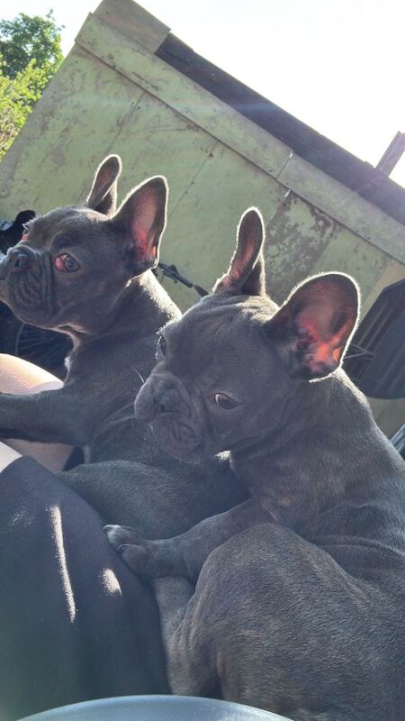 Two female puppies