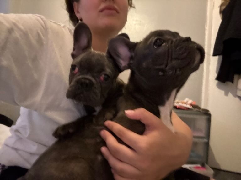 Two female puppies - Image 2 of 4
