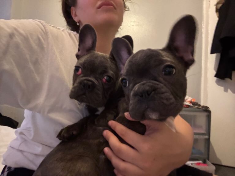 Two female puppies - Image 3 of 4