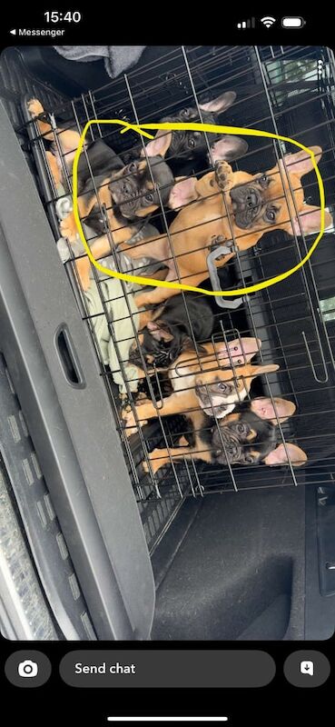 French Bulldog puppies for sale in County Antrim – 11 weeks old