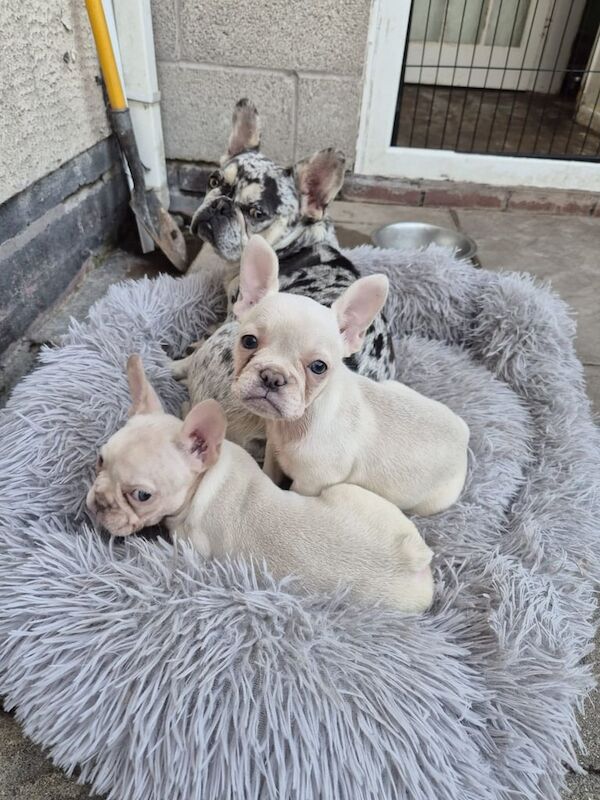 Two Frenchie girl puppies almonds for sale in Wolverhampton, West Midlands