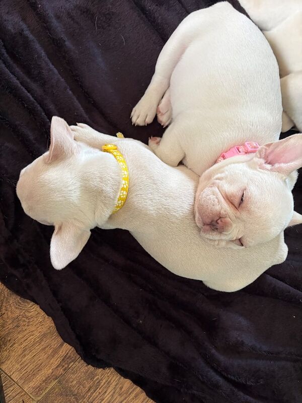 Two girl French bulldog puppies for sale in Aspull, Greater Manchester