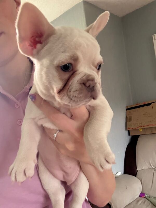 Two girl French bulldog puppies for sale in Aspull, Greater Manchester | Image 2