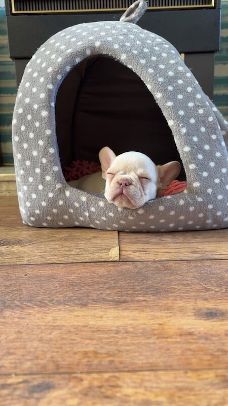 Two girl French bulldog puppies for sale in Aspull, Greater Manchester | Image 3