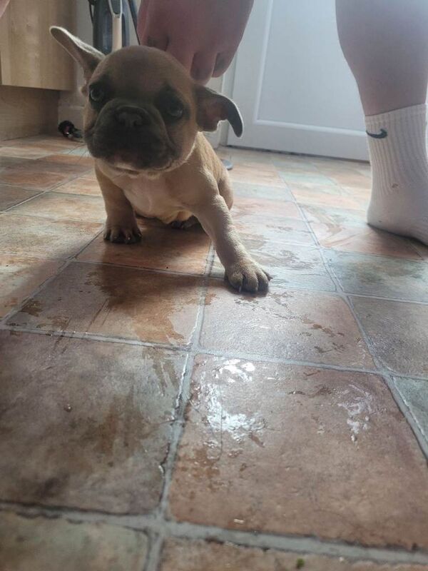 Two girl french bulldogs