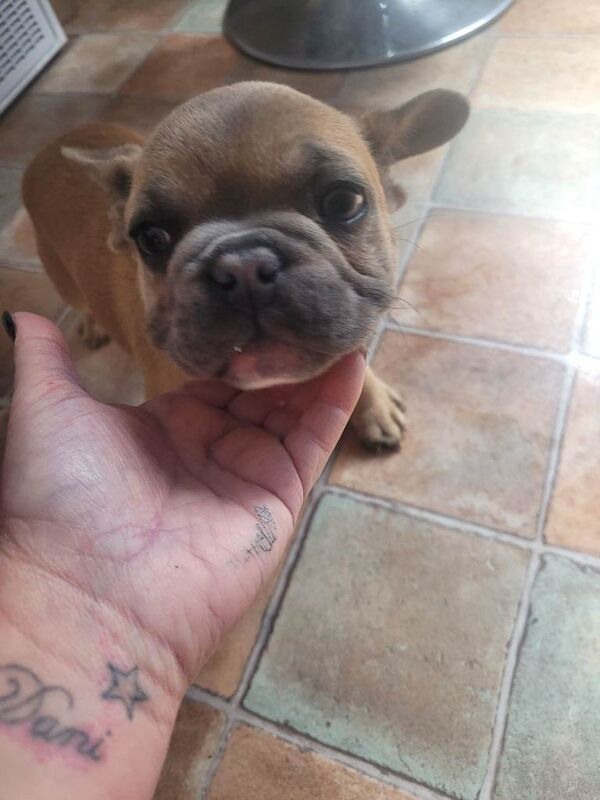 Two girl french bulldogs - Image 2 of 6