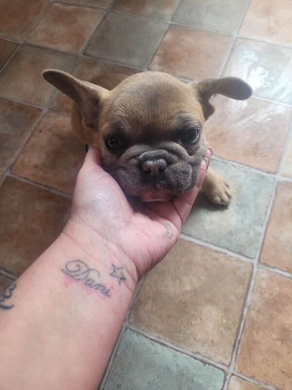 Two girl french bulldogs - Image 3 of 6