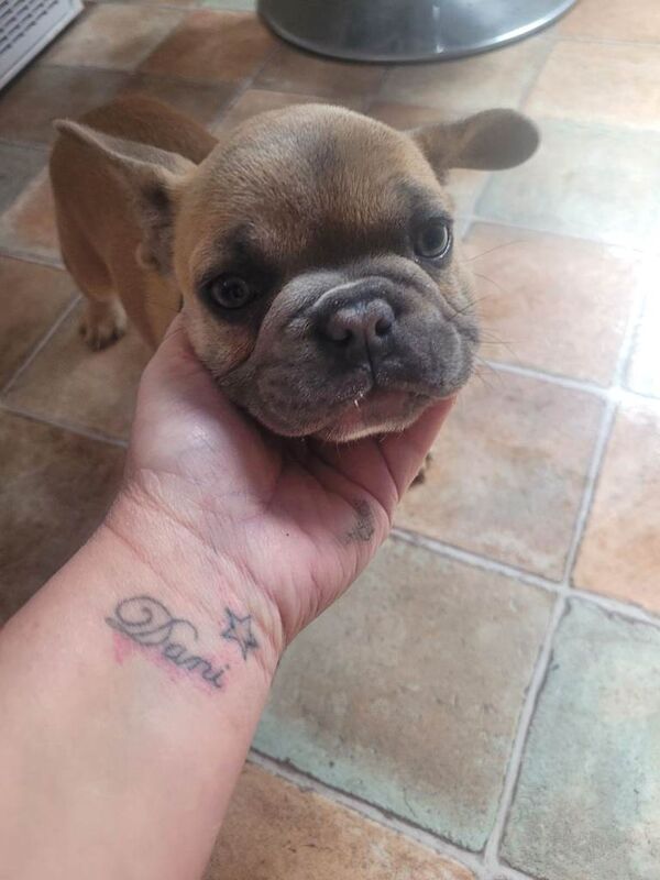 Two girl french bulldogs - Image 4 of 6