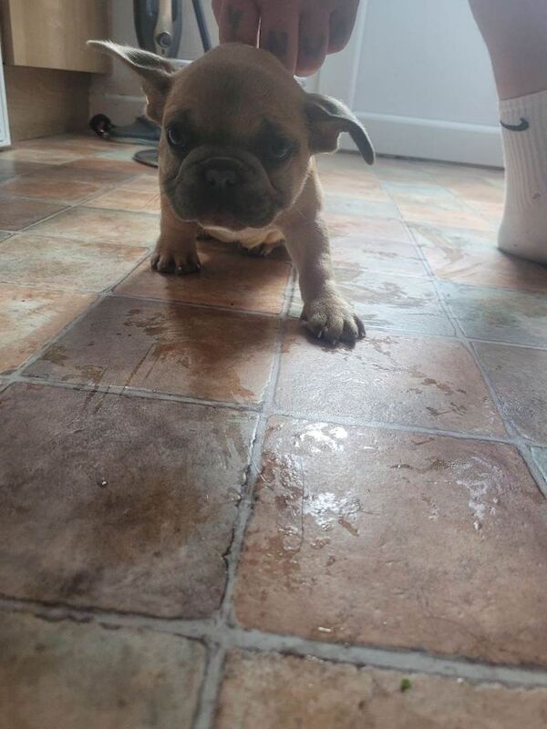 Two girl french bulldogs - Image 5 of 6