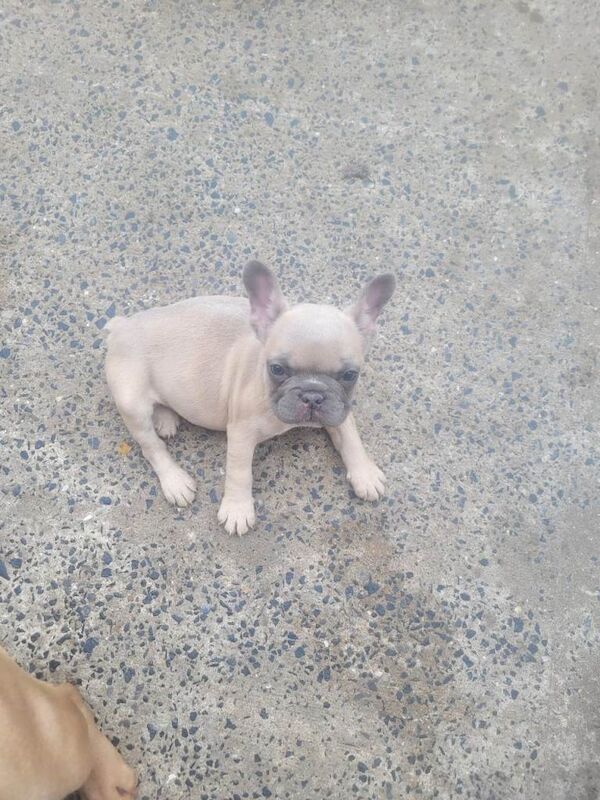 Two girl french bulldogs - Image 6 of 6