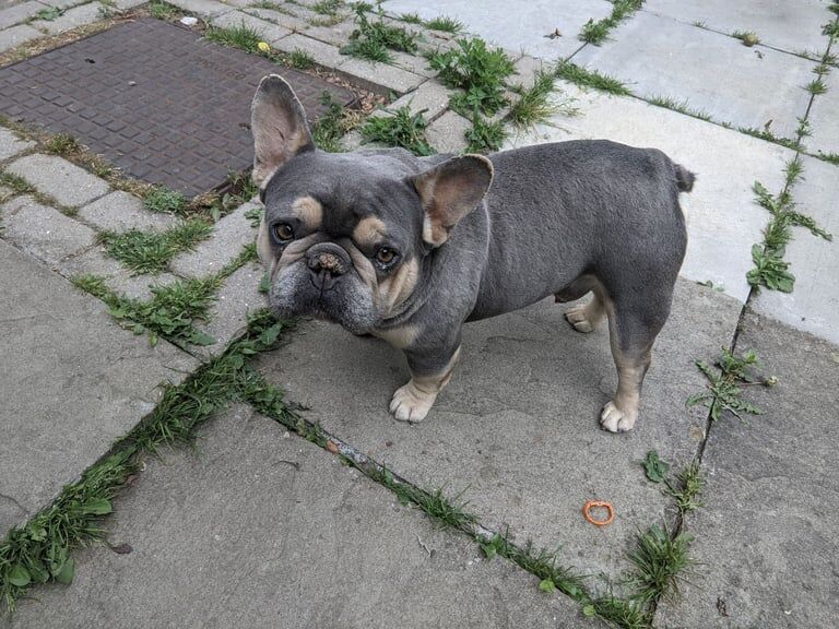 French Bulldog puppies for sale in Eston, North Yorkshire – 3 years old