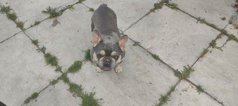 French Bulldog puppies for sale in Eston, North Yorkshire – 3 years old - Image 2 of 3