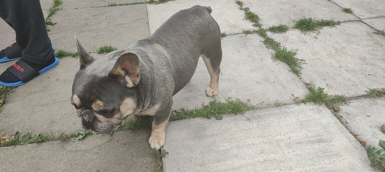 French Bulldog puppies for sale in Eston, North Yorkshire – 3 years old - Image 3 of 3