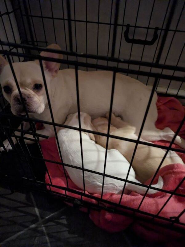 French Bulldog puppies for sale in Reading, Berkshire – 7 weeks old
