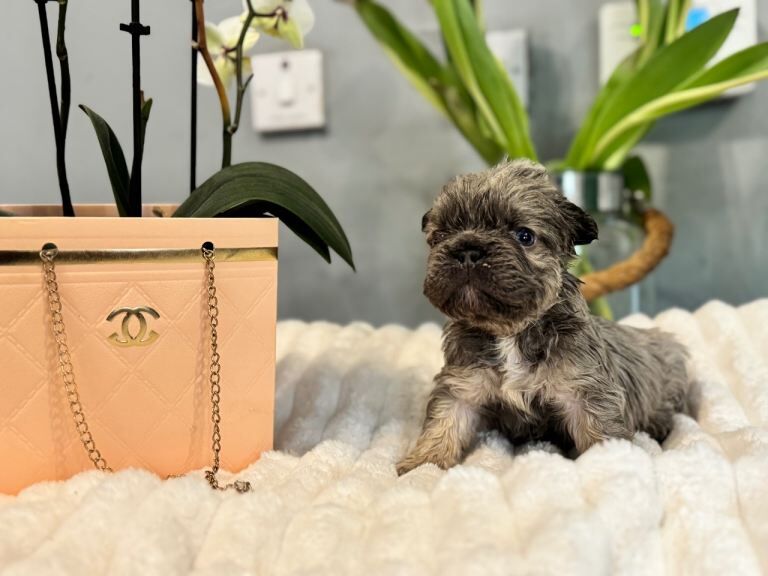 French Bulldog puppies for sale in Wollaton, Nottinghamshire – 7 weeks old