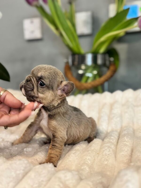 French Bulldog puppies for sale in Wollaton, Nottinghamshire – 7 weeks old - Image 2 of 4