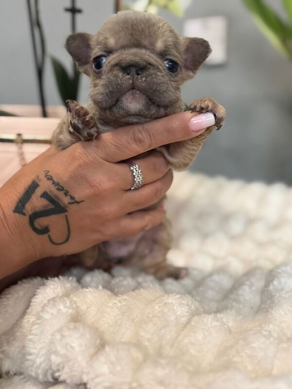French Bulldog puppies for sale in Wollaton, Nottinghamshire – 7 weeks old - Image 3 of 4