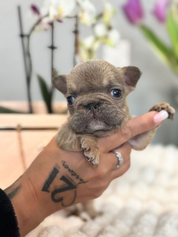 French Bulldog puppies for sale in Wollaton, Nottinghamshire – 7 weeks old - Image 4 of 4