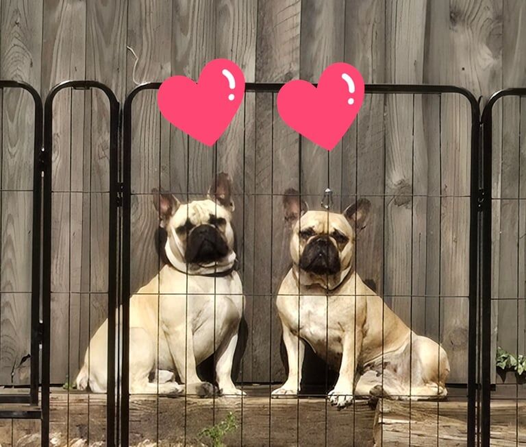 French Bulldog puppies for sale in King's Lynn, Norfolk – KC registered, 2 years old