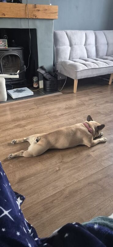 French Bulldog puppies for sale in King's Lynn, Norfolk – KC registered, 2 years old - Image 2 of 3