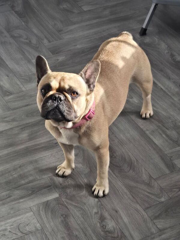 French Bulldog puppies for sale in King's Lynn, Norfolk – KC registered, 2 years old - Image 3 of 3