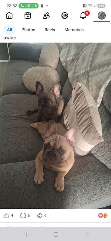 Frenchie Puppies For Sale