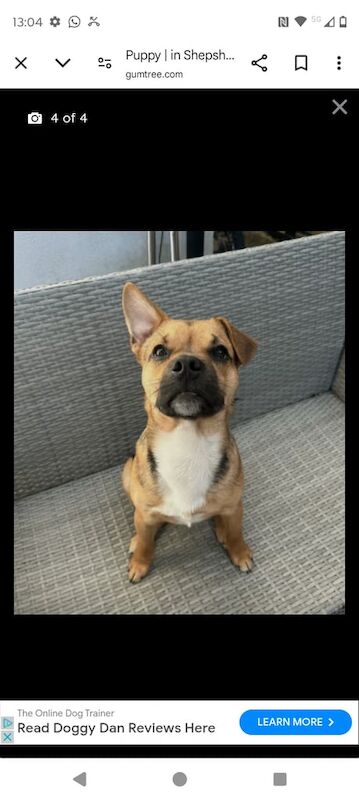 Urgent; Half Frenchie Half Jack Russell ,6 months puppy for sale in Anstey, Leicestershire